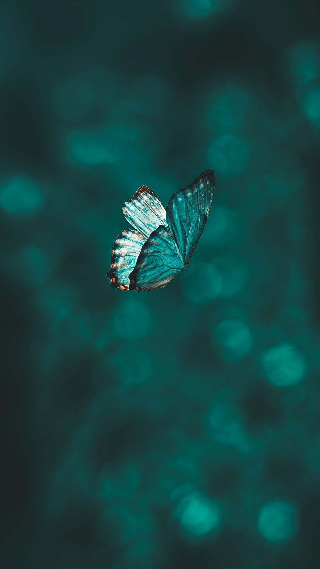 A Short Story About A Butterfly
